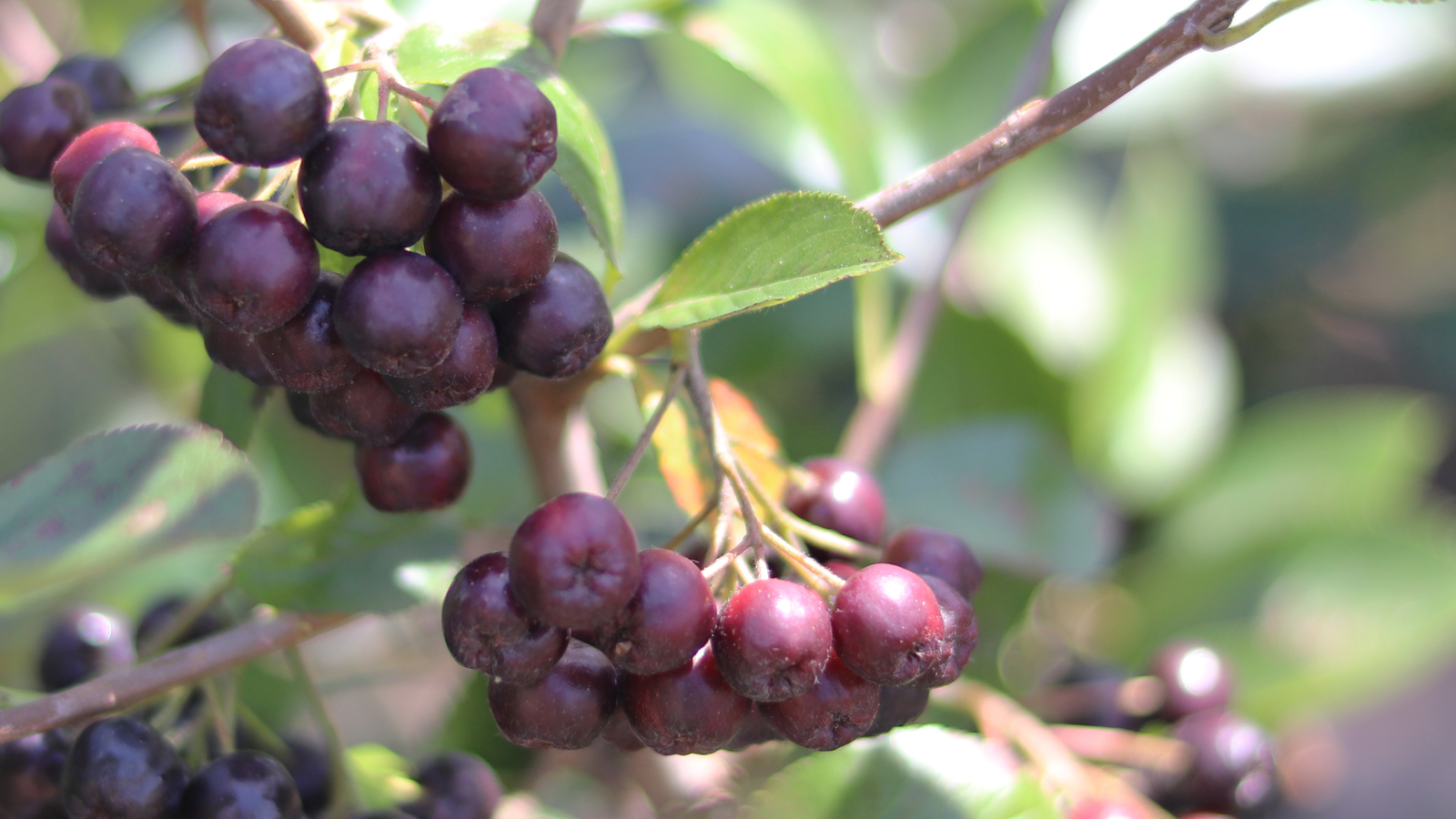 benefits of acai berries